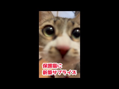 保護猫に新築サプライズ！元・野良猫はセレブハウスを気にいるのか？！ サムネイル