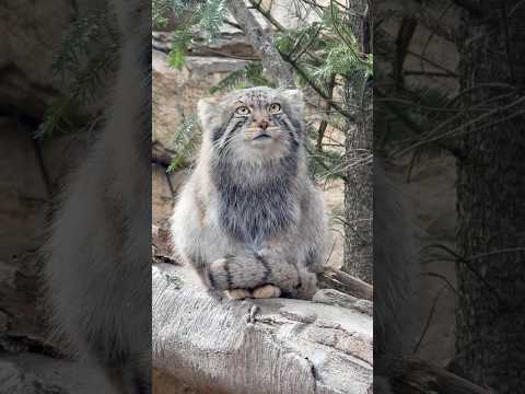 shorts 15時頃のナゴムくん😊　マヌルネコ　那須どうぶつ王国にて　2026年4月24日 サムネイル