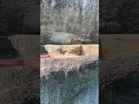 shorts 13:55 頃のバフィンさん　   ホッキョクグマ　浜松市動物園にて　2026年3月15日 サムネイル