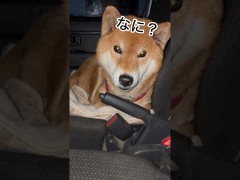 ’26.3.2 力丸の食欲は… 柴犬 shibainu 柴犬のいる暮らし 柴犬の日常 車中泊犬 食べる犬 力丸 サムネイル
