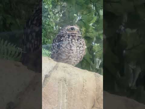 shorts クリクリお目目のアナホリフクロウさん　那須どうぶつ王国にて　2026年1月30日 サムネイル