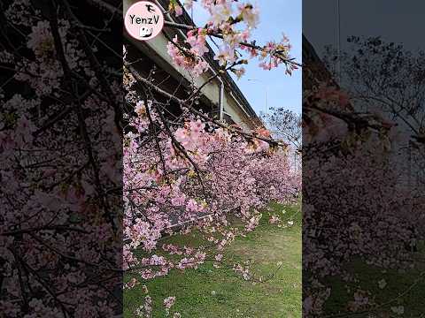 新竹頭前溪左岸櫻花 20260219 sakura 河津櫻 taiwan hsinchu サムネイル
