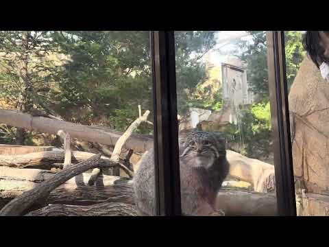 ナゴムくんのお肉タイム　午前　マヌルネコ　那須どうぶつ王国　2026年1月11日 サムネイル