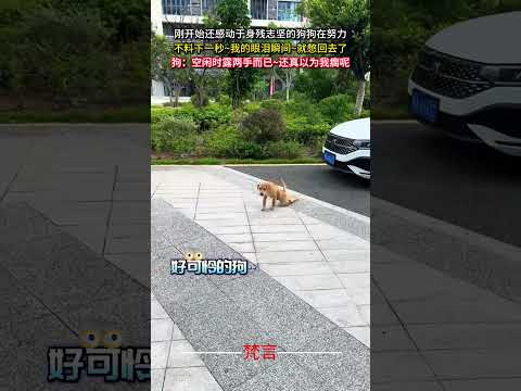 剛開始還感動於身殘志堅的狗狗在努力 不料下一秒~我的眼淚瞬間~就憋回去了 狗 意外 有趣 搞笑 萬萬沒想到 dog a… サムネイル