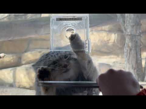 ナゴムくんのオニクタイム(午前) マヌルネコ　那須どうぶつ王国にて　2026年1月11日 サムネイル