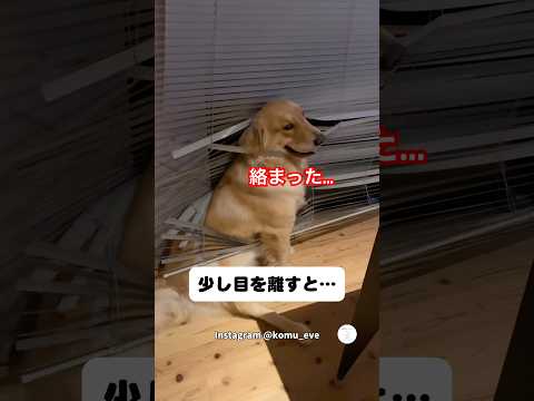 目を離した隙に絡まってしまった大型犬　　　ゴールデンレトリバー　大型犬　犬　面白い　犬のいる暮らし サムネイル