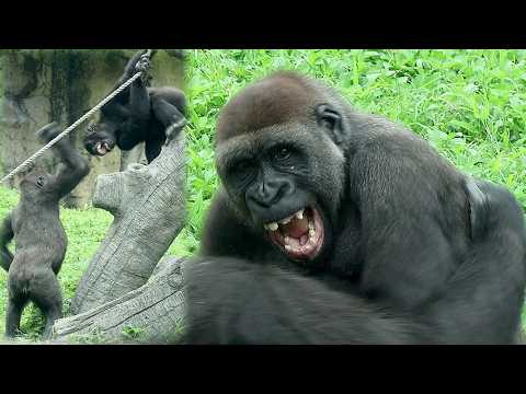 Part 2 Gorilla Team TJR enjoy P.E. class,Tayari,Jabali,Ring… サムネイル