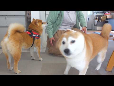 久々に再会した実家の柴犬、色々と凄すぎた。。 サムネイル