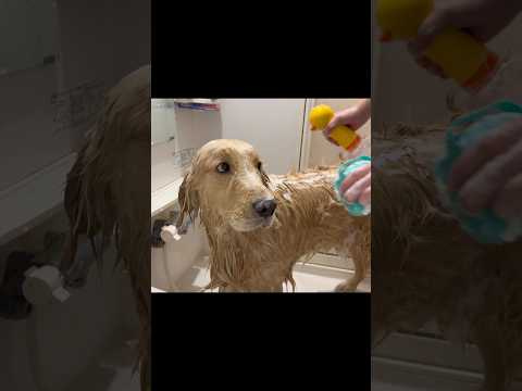 フルで「ドッグランに行く日の1日」の動画をアップしました！ ゴールデンレトリバー サムネイル