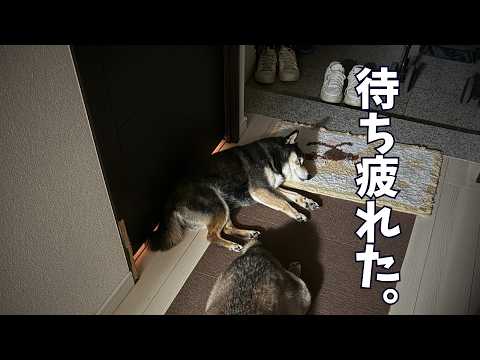 大好きな飼い主を待っていた黒柴の前に現れたのは。 サムネイル