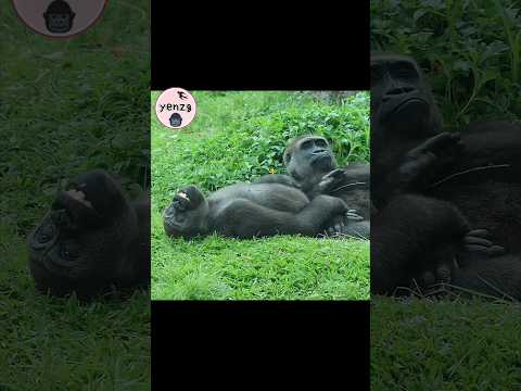 Gorilla 💕 Mom gorillatag taipeizoo 金剛猩猩 台北市立動物園 cute shorts