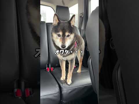 黒柴あずき危機一髪！？ サムネイル