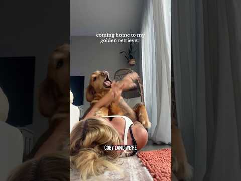 coming home to my golden retriever🥵 goldenretreiver dog ind… サムネイル