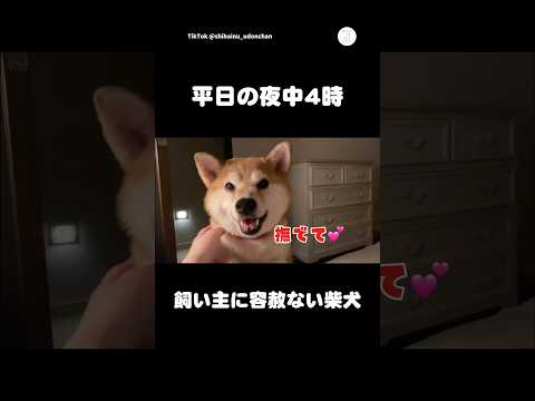 飼い主に容赦ない柴犬が可愛すぎる💕 柴犬 犬 犬のいる暮らし かわいい かわいい犬