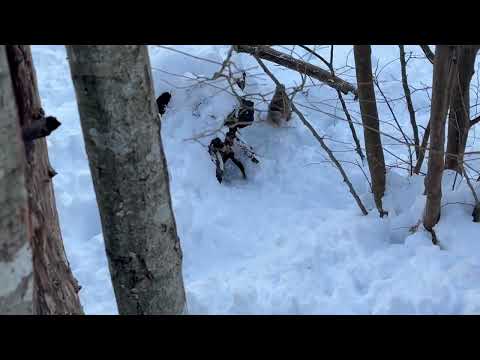 雪の中トンネル作って移動するニホンリス🐿️ 那須どうぶつ王国にて　2026年1月12日 サムネイル