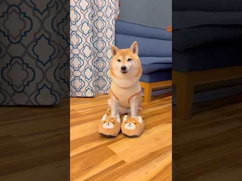 スリッパ🐶✨柴犬 shibainu shorts サムネイル