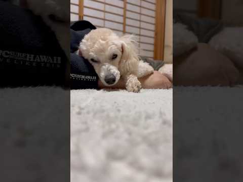 shorts 眠い💤💤💤タローちゃん　トイプードル　2026年1月19日
