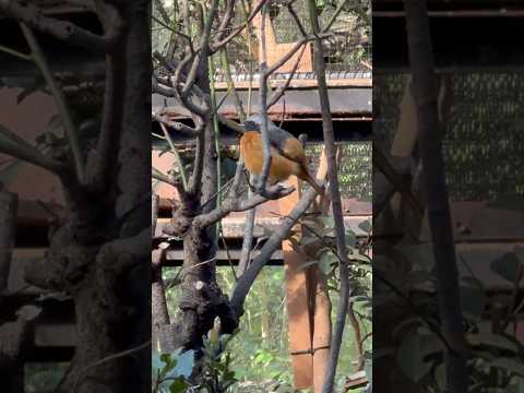 shorts ジョウビタキ　のんほいパークにて　2026年4月3日 サムネイル