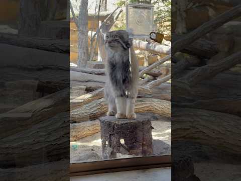 shorts バックヤードの準備具合が気になるナゴムくん　那須どうぶつ王国にて　2026年4月11日