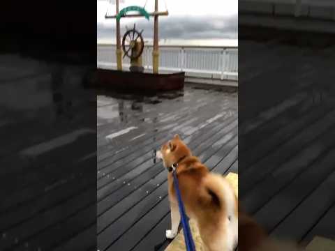 柴犬福 海ほたる激走柴犬🤣Shiba-Run🤣shorts japanesedog 柴犬 shibainu dogsh…