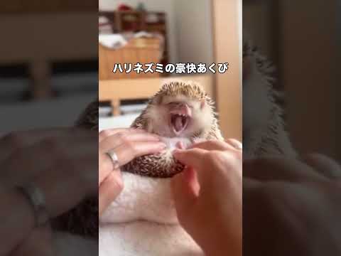 ハリネズミの大きなあくび🥱 ハリネズミ ネズミ ハリネズミのいる暮らし shorts サムネイル