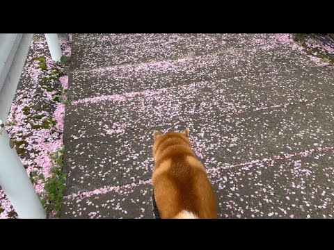 柴犬福 桜小道をカショカショ歩く柴犬🤩Shiba-Walk🌸 サムネイル