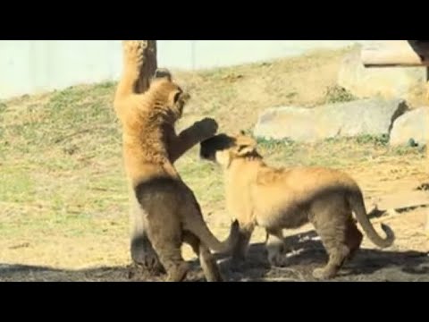 デンくんアルくん2頭で遊び始めたよ❣️  仔ライオン🦁　のんほいパーク　2026年1月23日 サムネイル
