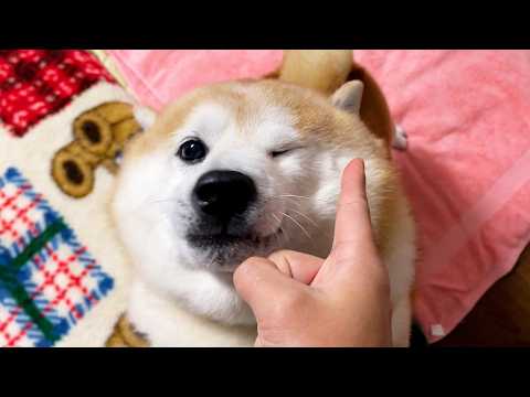再会でわちゃわちゃしている柴犬を指先ひとつであしらってみると・・・ サムネイル