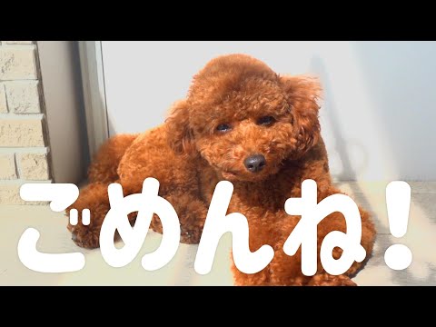 【謝罪】ご報告と我が家の5か月間まとめ サムネイル