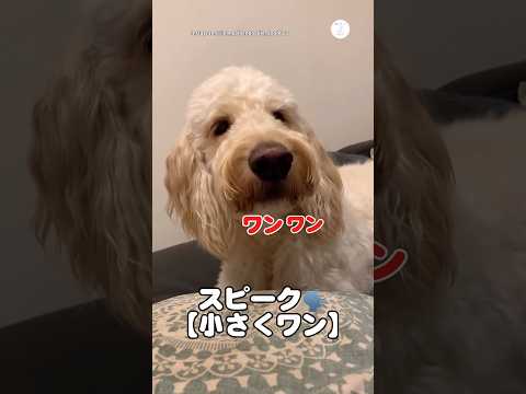 小さくワン、大きくワンが上手な犬　ゴールデンドゥードル 犬　犬のいる暮らし かわいい犬 大型犬 サムネイル