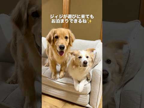 大好きな人がお泊まりに来る準備をしました!!【ボーダーコリー・ゴールデンレトリバー】shorts サムネイル