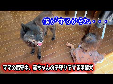 ママの帰宅を待ち侘びながら1歳児の世話をする甲斐犬一休が尊い【再会】 サムネイル