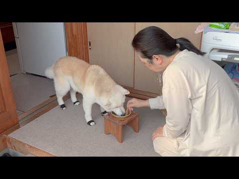 GW初日、いつもと変わらず家族と過ごす時間を大事にする柴犬とお祭り騒ぎなサモエド サムネイル