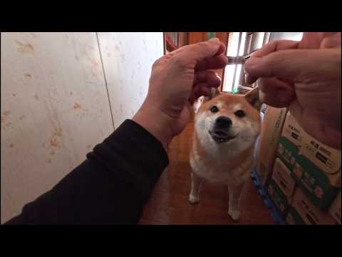 2026年6月5日(金) 元気良くお鼻で台所をこじ開けてガムを受け取りに来るココさん サムネイル