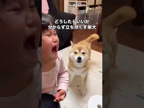 気分上々で家を走り回る娘と遊びたくて手を甘噛みしたら大泣きされ状況が全く理解できないイッヌ 柴犬 赤ちゃんと犬 柴犬の… サムネイル