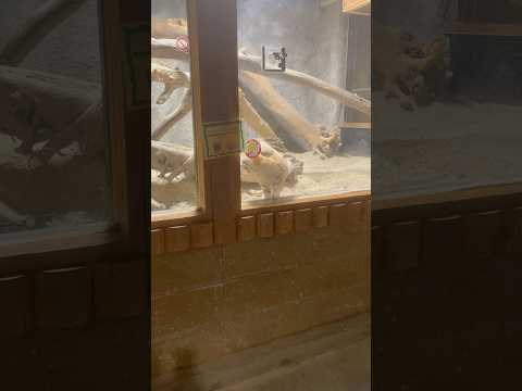 shorts ムスタくん 閉園時間前にトレーニング　スナネコ　神戸どうぶつ王国にて　2025年12月29日 サムネイル