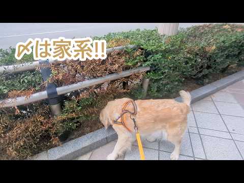 引継ぎは続く。〆は家系。ゴールデンレトリバーティト サムネイル