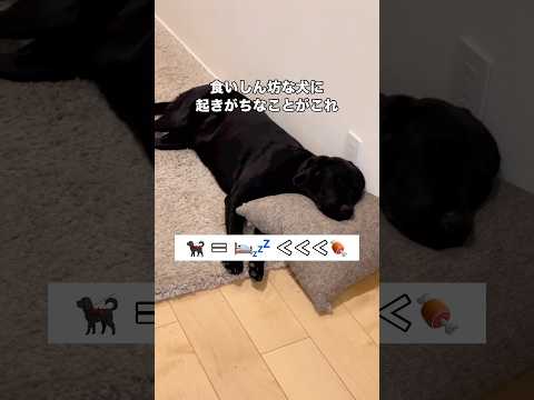 大型犬が爆睡していることを確認してから冷蔵庫を開けたら 大型犬 ラブラドール 超大型犬 shorts サムネイル