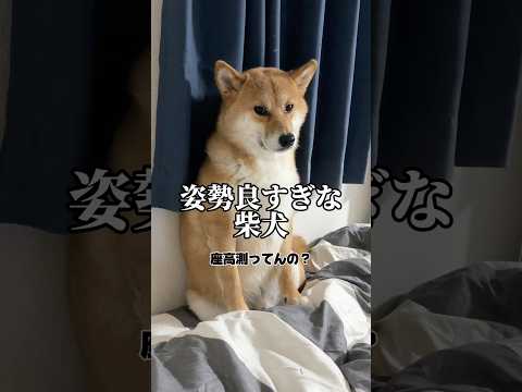 姿勢良すぎww 柴犬 shorts サムネイル