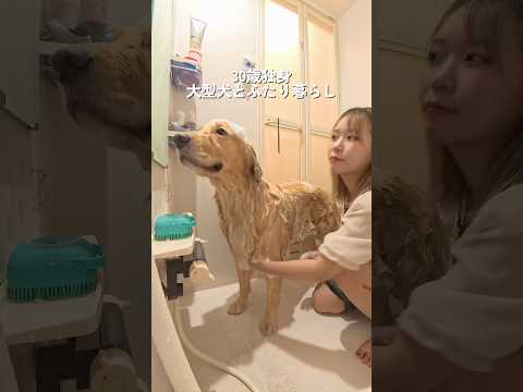 3週間に1回くらいシャンプーしてます🛁*。おしりのおけけも私がカットしてるのでめっちゃ下手くそです✂️ゴールデンレトリ…