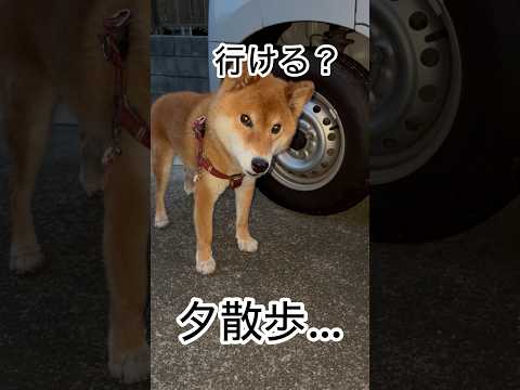 ’26.9.17 力丸が待っていたのは… 柴犬 柴犬のいる暮らし 柴犬の日常 shibainu カメラ目線 お散歩 力丸