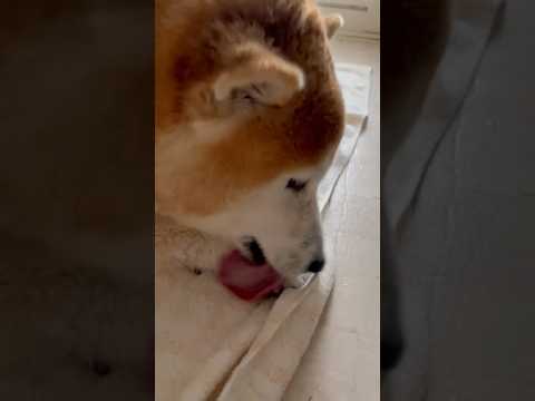 柴犬福 風呂上がりに必死に肉球を舐めまくる肉球犯🤣After shower🤣姉と柴 shorts funny funn… サムネイル