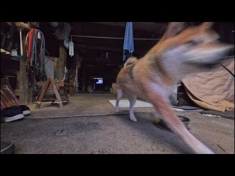 2026年1月14日(水) 柴犬は氷点下に近づくほど活発になる生き物です サムネイル