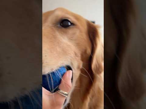 coming home to my golden retriever🥵 goldenretreiver dog ind…