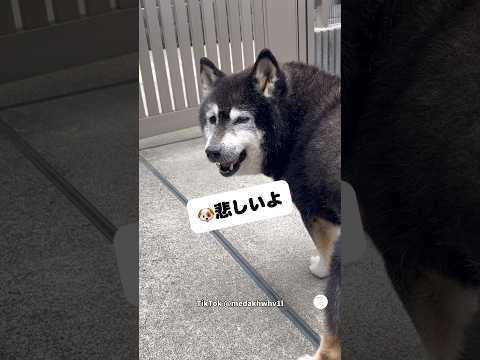 16歳柴犬‼️お出かけ行けなくて悲しそう😭　　　柴犬　犬　犬のいる暮らし 柴犬のいる暮らし かわいい犬 サムネイル