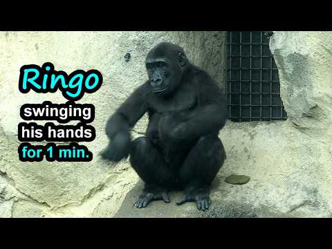 cute Ringo enjoyed swinging his hands for 1 minute金剛猩猩Ringo… サムネイル
