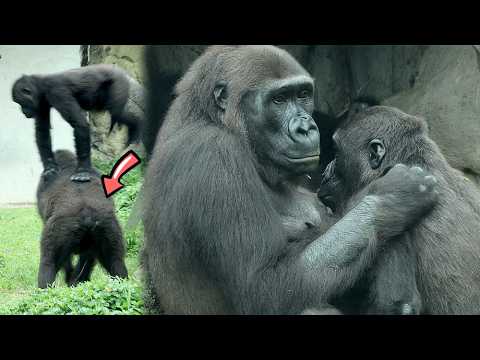 4Y11M old Gorilla Ringo still drinking milk金剛猩猩Ringo輕輕跳上Iri… サムネイル