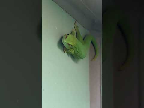 shorts マダガスカルミドリヤモリ　東山動植物園にて　2026年3月14日 サムネイル