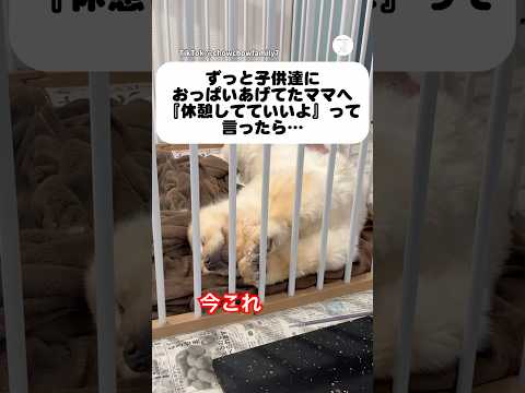 限界だった母犬に『休んでいいよ』と伝えた結果　犬　いぬ　チャウチャウ　子犬　面白い サムネイル