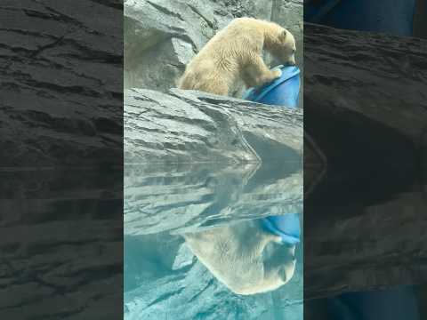 shorts モモ太くん 前回と違うオモチャが並んでルネ〜😊　  ホッキョクグマの仔　　　男鹿水族館GAOにて　202… サムネイル
